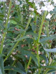 Veroniceae