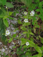 Cerastium sylvaticum
