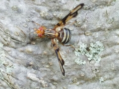 Idana marginata