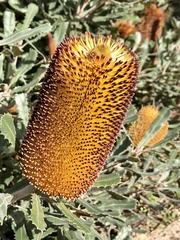 Banksia media