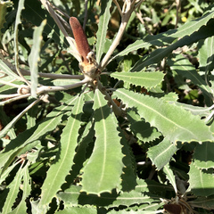 Banksia media