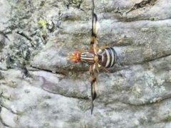 Idana marginata