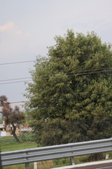 Angiospermae