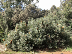 Banksia media