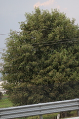 Angiospermae