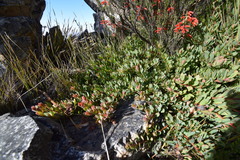 Protea venusta