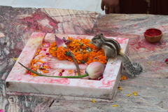 Funambulus pennantii