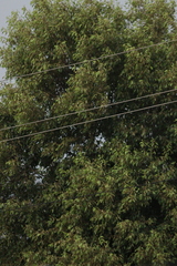 Angiospermae