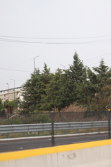 Cupressus