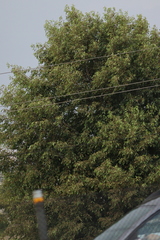 Angiospermae