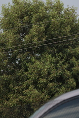 Angiospermae