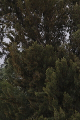 Cupressus
