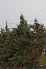 Cupressus