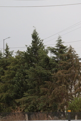 Cupressus