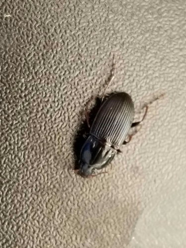 Abacidus permundus photo 5