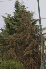 Cupressus