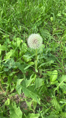Taraxacum officinale