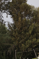Cupressus