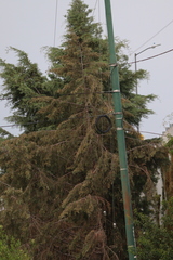 Cupressus