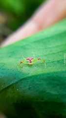 Spintharidius rhomboidalis