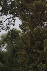 Cupressus