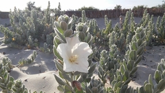 Convolvulus persicus