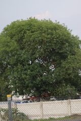 Angiospermae