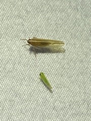 Stenocranus dorsalis