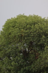 Angiospermae