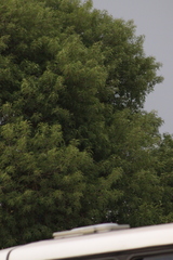 Angiospermae