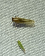 Stenocranus dorsalis