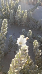 Convolvulus persicus