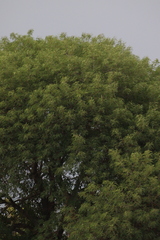 Angiospermae