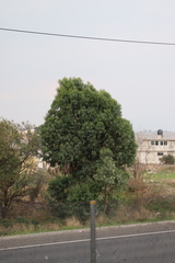 Angiospermae