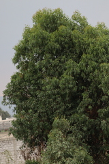 Angiospermae