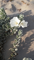 Convolvulus persicus