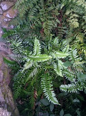 Asplenium marinum