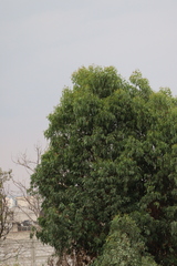 Angiospermae
