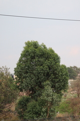 Angiospermae