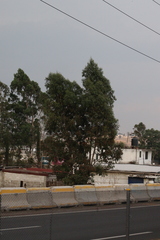 Eucalyptus camaldulensis