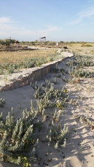 Convolvulus persicus