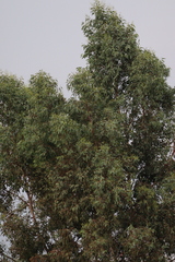 Eucalyptus camaldulensis