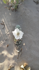 Convolvulus persicus