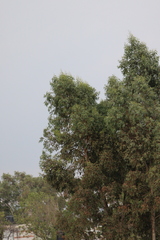 Eucalyptus camaldulensis
