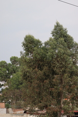 Eucalyptus camaldulensis