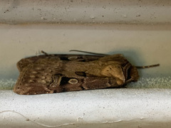 Agrotis vancouverensis
