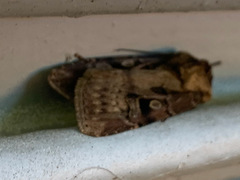 Agrotis vancouverensis