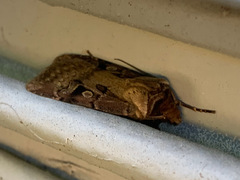 Agrotis vancouverensis