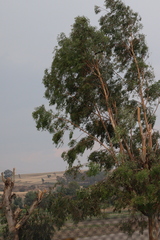 Eucalyptus