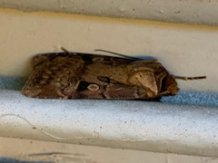 Agrotis vancouverensis